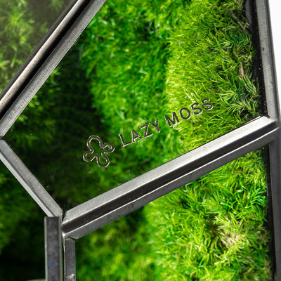 Ecological Bottle Potted Plants