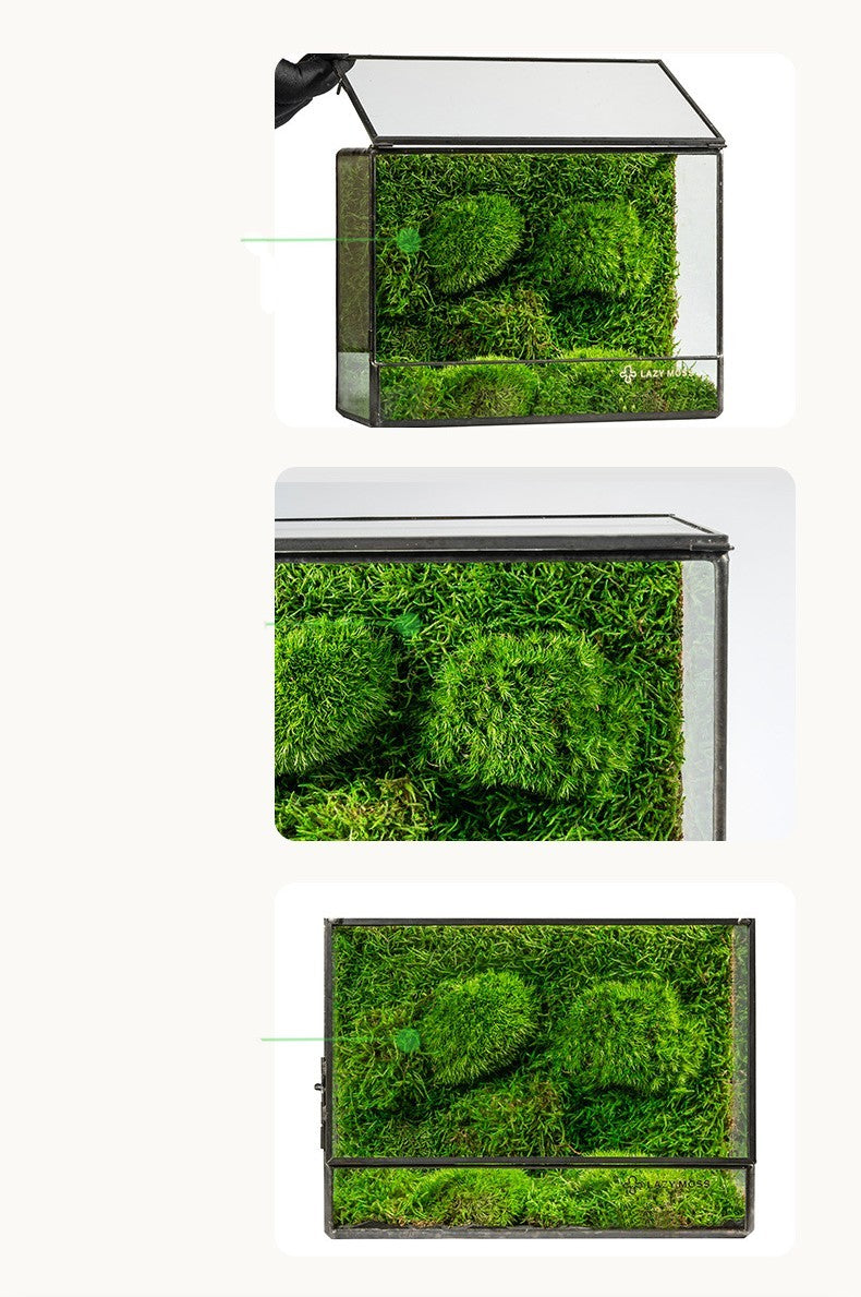 Ecological Bottle Potted Plants