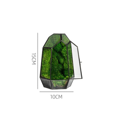 Ecological Bottle Potted Plants