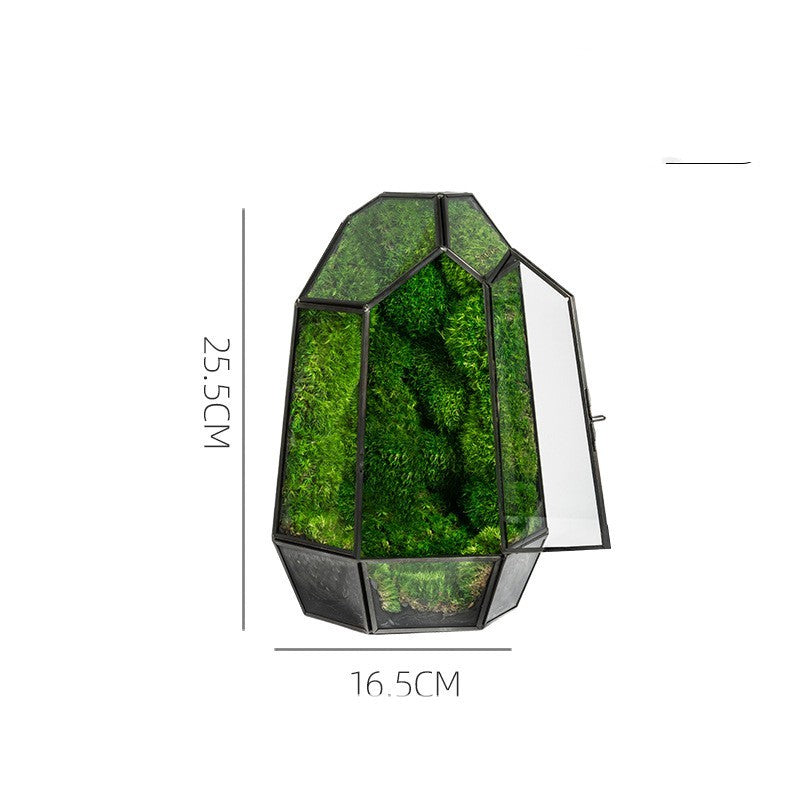 Ecological Bottle Potted Plants